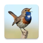 Logo of Russian Birds Songs android Application 