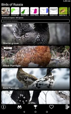 Russian Birds Songs android App screenshot 7